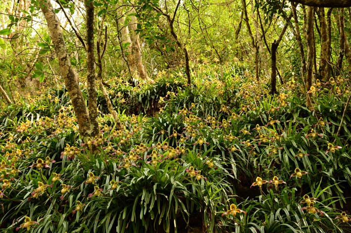 ��Ӵ�Ҷ����Ⱥ