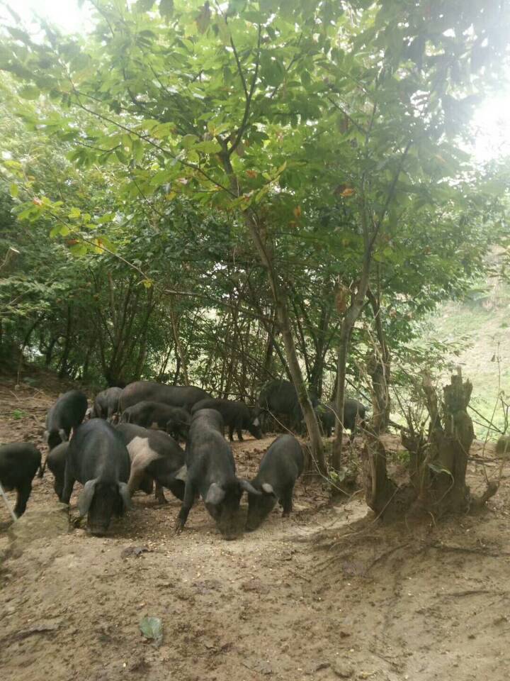 ��̬����